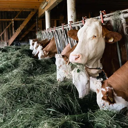 דירה Grubinger *