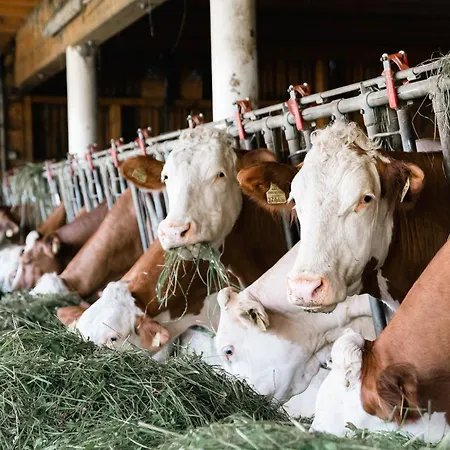 Apartament Grubinger