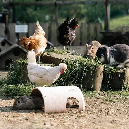 Grubinger * אונטראך אם אטרזה