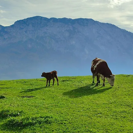 Apartament Grubinger *