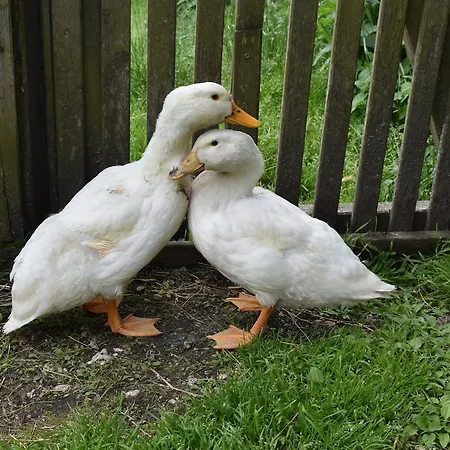 דירה Grubinger *