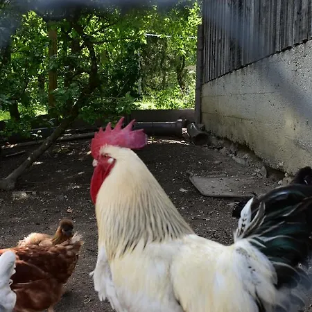 Grubinger Apartament Unterach am Attersee