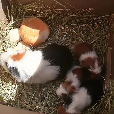 Grubinger Apartament Unterach am Attersee