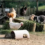 Grubinger * 阿特湖畔翁特拉赫