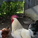 Grubinger 公寓 阿特湖畔翁特拉赫