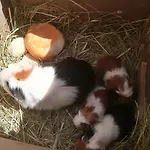 Grubinger 公寓 阿特湖畔翁特拉赫