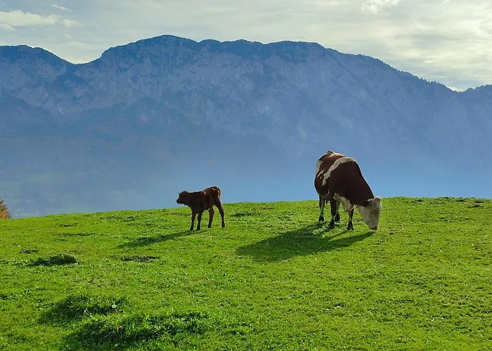 Apartamento Grubinger *
