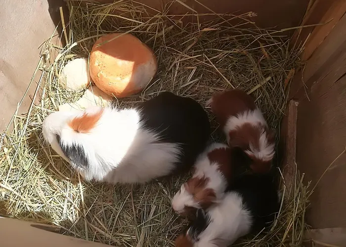 Grubinger Apartamento Unterach am Attersee